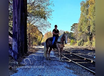 Tennessee walking horse, Caballo castrado, 7 años, 152 cm, Palomino