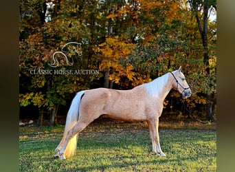 Tennessee walking horse, Caballo castrado, 7 años, 152 cm, Palomino