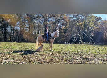 Tennessee walking horse, Caballo castrado, 7 años, 152 cm, Palomino