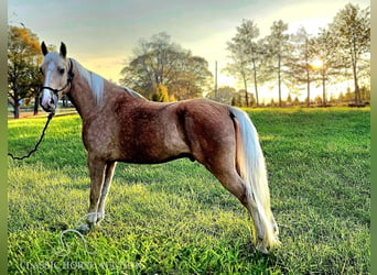 Tennessee walking horse, Caballo castrado, 7 años, 152 cm, Palomino