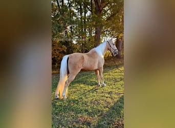 Tennessee walking horse, Caballo castrado, 7 años, 152 cm, Palomino