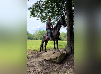 Tennessee walking horse, Caballo castrado, 7 años, 152 cm, Ruano azulado