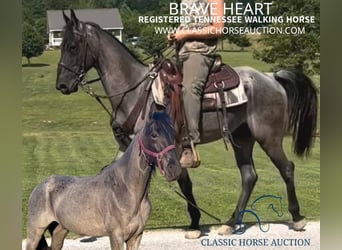 Tennessee walking horse, Caballo castrado, 7 años, 152 cm, Ruano azulado