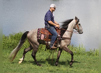 Tennessee walking horse, Caballo castrado, 7 años, 152 cm, Tordo rodado
