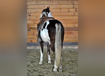 Tennessee walking horse, Caballo castrado, 7 años, 155 cm, Overo-todas las-capas