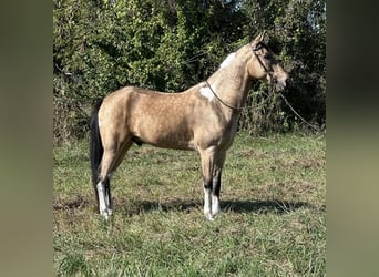 Tennessee walking horse, Caballo castrado, 7 años, 160 cm, Tobiano-todas las-capas