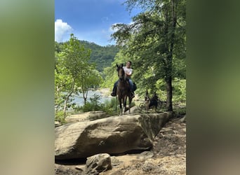 Tennessee walking horse, Caballo castrado, 7 años, 160 cm, Tobiano-todas las-capas
