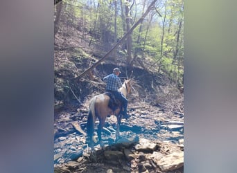 Tennessee walking horse, Caballo castrado, 7 años, 163 cm, Buckskin/Bayo