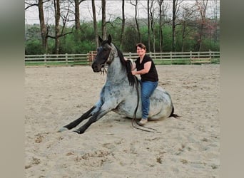 Tennessee walking horse, Caballo castrado, 7 años, 163 cm, Ruano azulado