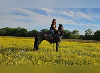 Tennessee walking horse, Caballo castrado, 7 años, 163 cm, Ruano azulado