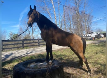 Tennessee walking horse, Caballo castrado, 7 años, Buckskin/Bayo