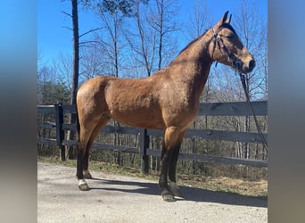 Tennessee walking horse, Caballo castrado, 7 años, Buckskin/Bayo