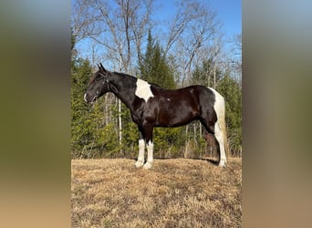 Tennessee walking horse, Caballo castrado, 7 años, Tobiano-todas las-capas