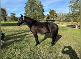 Tennessee walking horse, Caballo castrado, 8 años, 132 cm, Negro