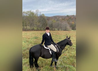 Tennessee walking horse, Caballo castrado, 8 años, 132 cm, Negro