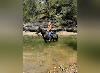 Tennessee walking horse, Caballo castrado, 8 años, 132 cm, Negro