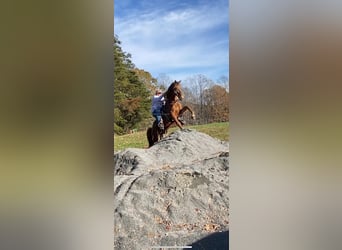 Tennessee walking horse, Caballo castrado, 8 años, 142 cm, Alazán rojizo