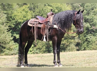 Tennessee walking horse, Caballo castrado, 8 años, 142 cm, Negro