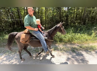 Tennessee walking horse, Caballo castrado, 8 años, 142 cm, Negro