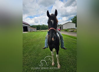 Tennessee walking horse, Caballo castrado, 8 años, 142 cm, Tobiano-todas las-capas