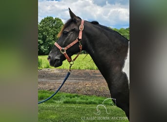 Tennessee walking horse, Caballo castrado, 8 años, 142 cm, Tobiano-todas las-capas