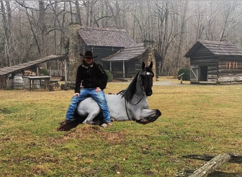 Tennessee walking horse, Caballo castrado, 8 años, 147 cm, Ruano azulado