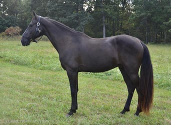 Tennessee walking horse, Caballo castrado, 8 años, 152 cm, Negro