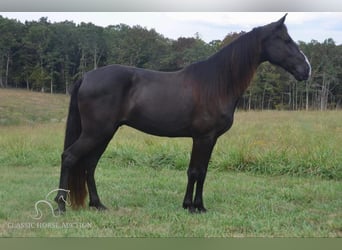 Tennessee walking horse, Caballo castrado, 8 años, 152 cm, Negro