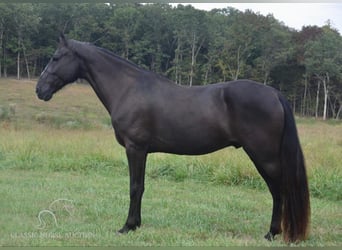 Tennessee walking horse, Caballo castrado, 8 años, 152 cm, Negro