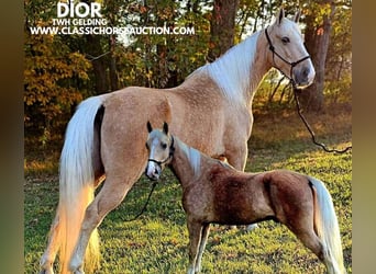 Tennessee walking horse, Caballo castrado, 8 años, 152 cm, Palomino