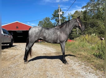 Tennessee walking horse, Caballo castrado, 8 años, 152 cm, Ruano azulado