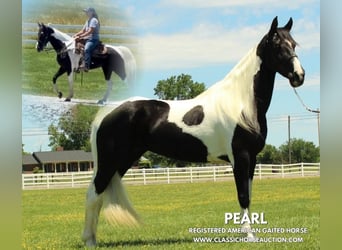 Tennessee walking horse, Caballo castrado, 8 años, 152 cm, Tobiano-todas las-capas