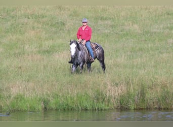 Tennessee walking horse, Caballo castrado, 8 años, 157 cm, Tordo