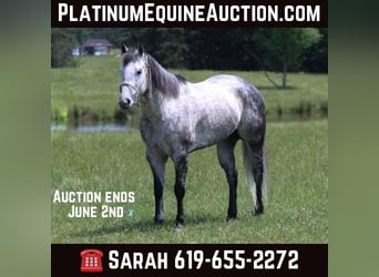 Tennessee walking horse, Caballo castrado, 8 años, 157 cm, Tordo