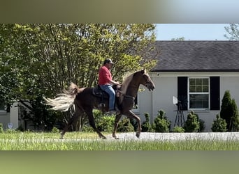 Tennessee walking horse, Caballo castrado, 8 años, 163 cm, Alazán-tostado