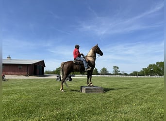 Tennessee walking horse, Caballo castrado, 8 años, 163 cm, Alazán-tostado