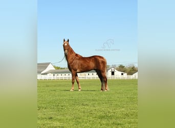 Tennessee walking horse, Caballo castrado, 8 años, 163 cm, Alazán-tostado