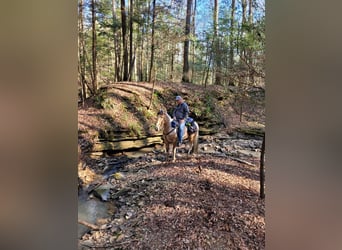 Tennessee walking horse, Caballo castrado, 8 años, 163 cm, Buckskin/Bayo