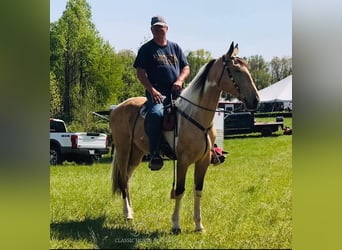 Tennessee walking horse, Caballo castrado, 8 años, 163 cm, Buckskin/Bayo