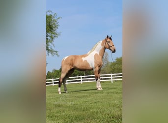 Tennessee walking horse, Caballo castrado, 8 años, 163 cm, Buckskin/Bayo