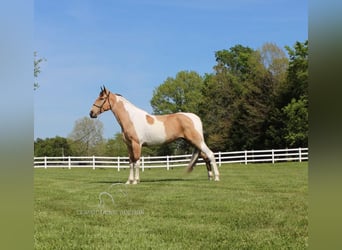 Tennessee walking horse, Caballo castrado, 8 años, 163 cm, Buckskin/Bayo