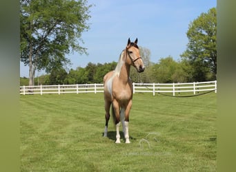 Tennessee walking horse, Caballo castrado, 8 años, 163 cm, Buckskin/Bayo