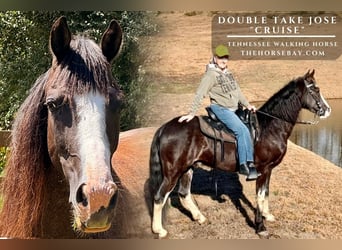 Tennessee walking horse, Caballo castrado, 8 años, 163 cm, Negro