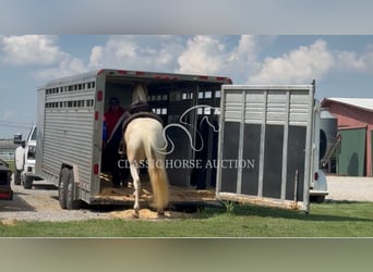Tennessee walking horse, Caballo castrado, 8 años, 163 cm, Palomino