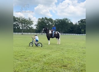 Tennessee walking horse, Caballo castrado, 8 años, 173 cm, Tobiano-todas las-capas