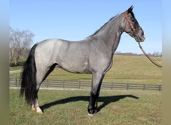 Tennessee walking horse, Caballo castrado, 8 años, Ruano azulado