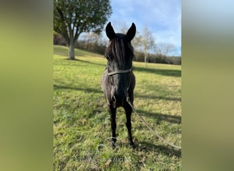 Tennessee walking horse, Caballo castrado, 9 años, 132 cm, Negro