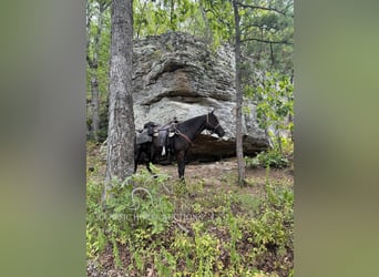 Tennessee walking horse, Caballo castrado, 9 años, 132 cm, Negro