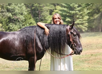 Tennessee walking horse, Caballo castrado, 9 años, 142 cm, Negro