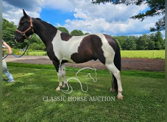 Tennessee walking horse, Caballo castrado, 9 años, 142 cm, Tobiano-todas las-capas